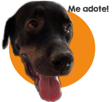 Um cachorro preto com a linguinha de fora e um olhar muito fofo dizendo 'Me adote!' e ao fundo um circulo laranja