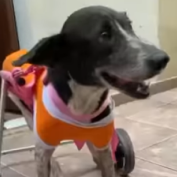 Norma é uma cachorrinha branca e preta que esta com uma roupinha laranja e com a boquinha abertinha